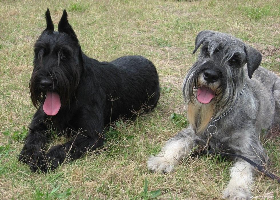 Grands idiomes liés aux chiens que vous devriez connaître 