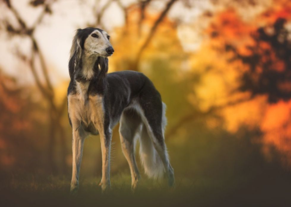 De nouvelles races de chiens reconnues l année de votre naissance 