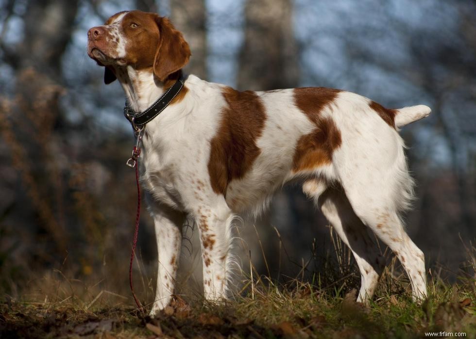 De nouvelles races de chiens reconnues l année de votre naissance 