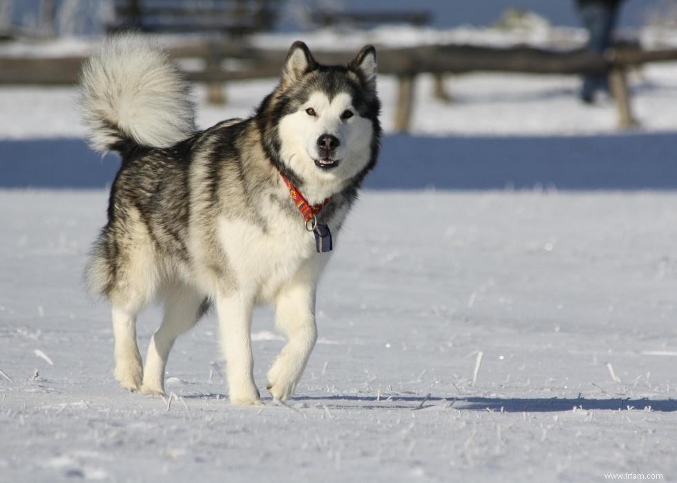 De nouvelles races de chiens reconnues l année de votre naissance 