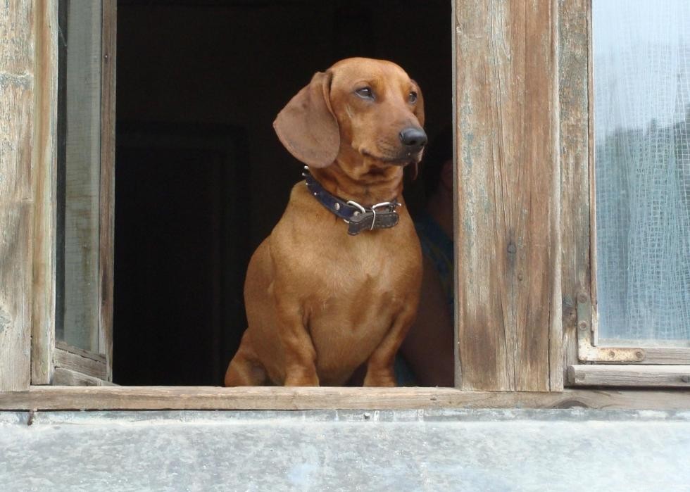 De nouvelles races de chiens reconnues l année de votre naissance 