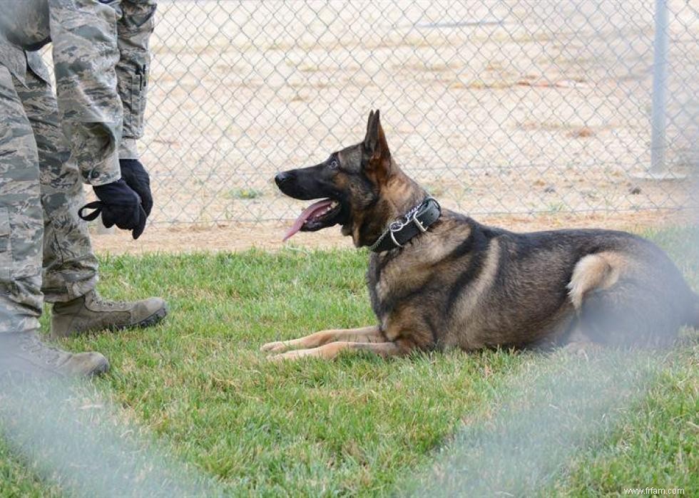 De nouvelles races de chiens reconnues l année de votre naissance 