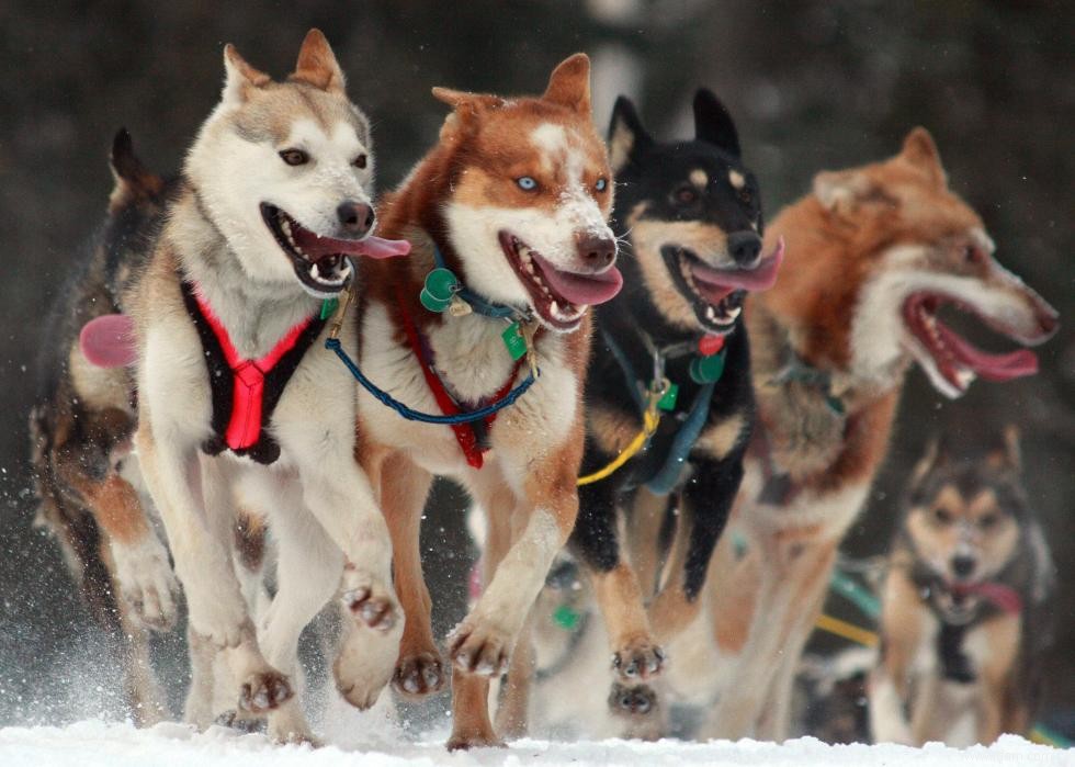 De nouvelles races de chiens reconnues l année de votre naissance 