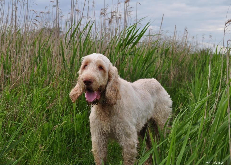 De nouvelles races de chiens reconnues l année de votre naissance 