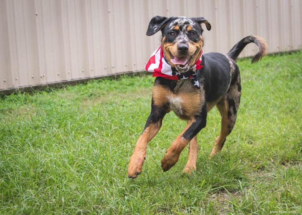 De nouvelles races de chiens reconnues l année de votre naissance 