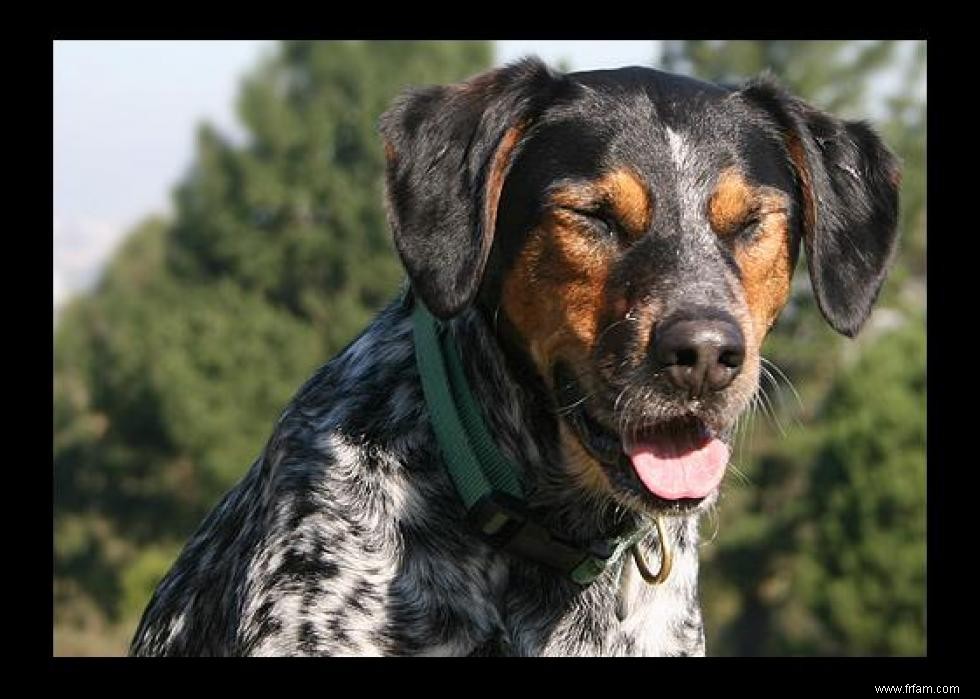 De nouvelles races de chiens reconnues l année de votre naissance 