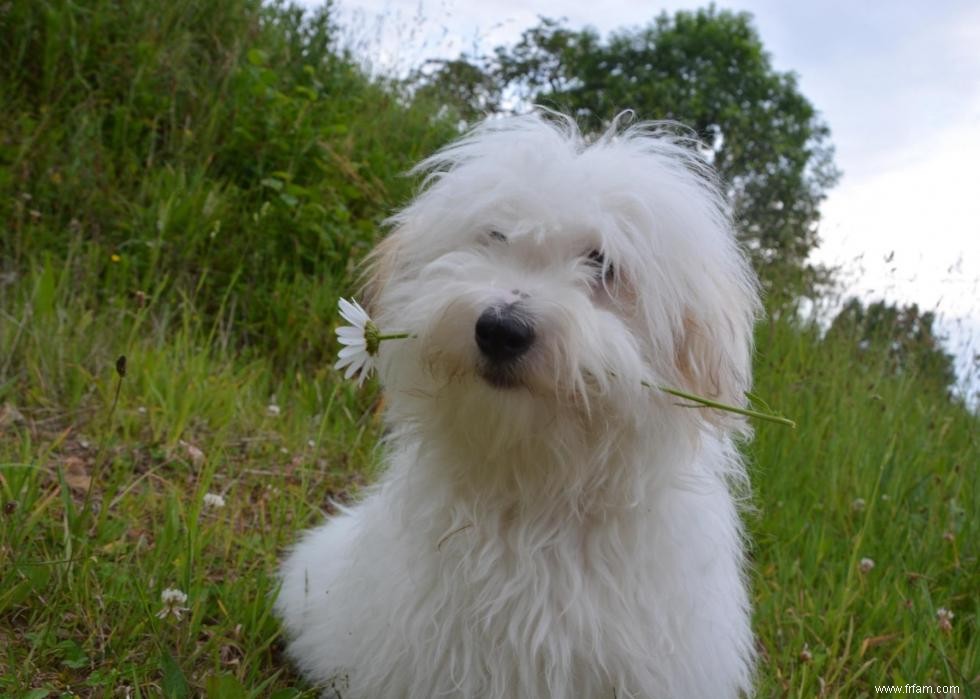 De nouvelles races de chiens reconnues l année de votre naissance 