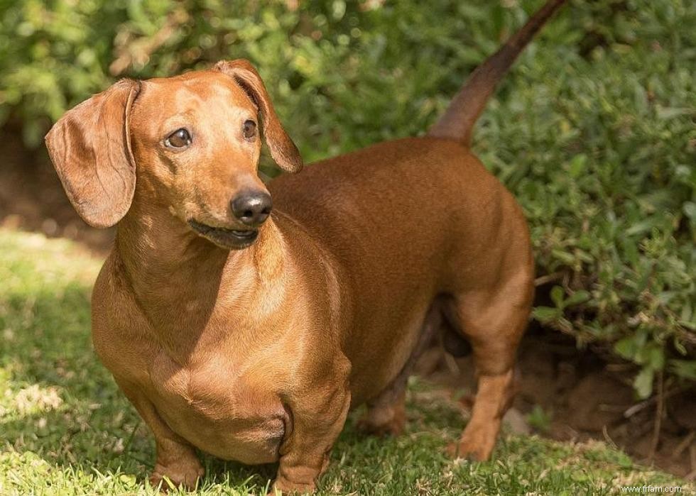 Connaissez-vous bien vos races de chiens ? 