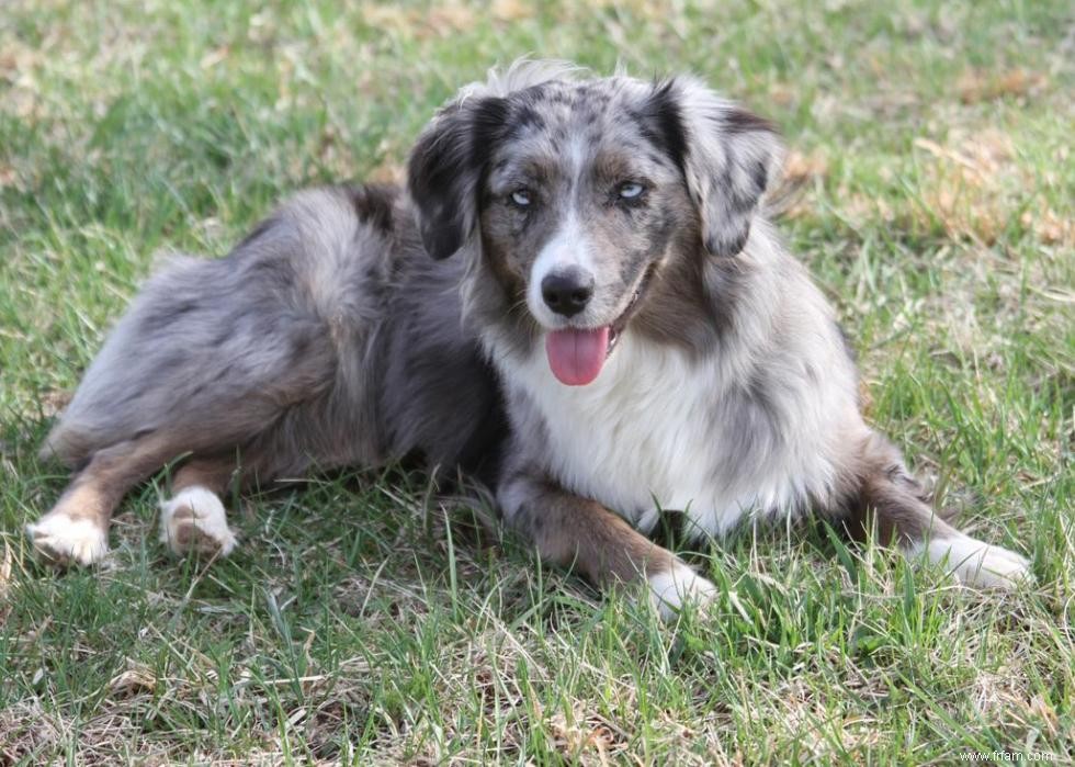 Connaissez-vous bien vos races de chiens ? 