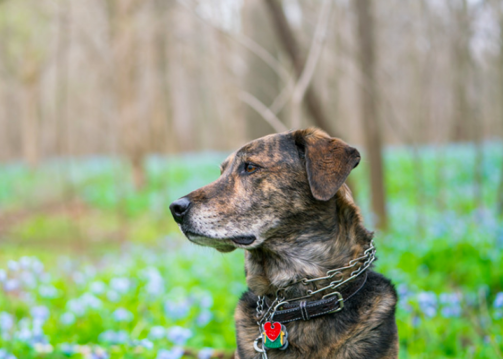 Les races de chiens qui ont attaqué le plus de gens 