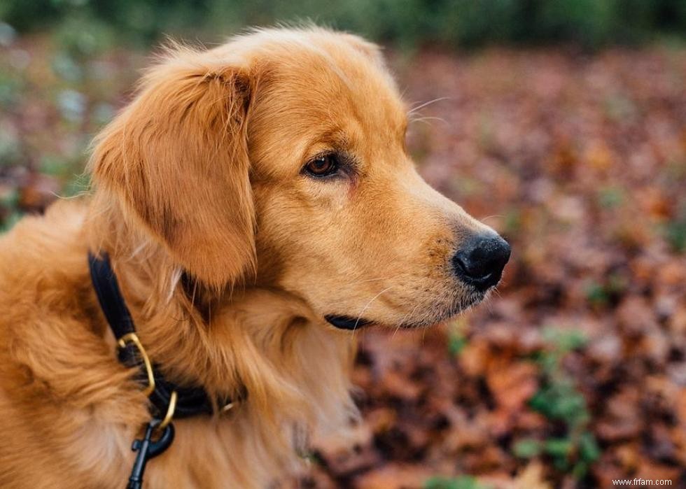 Les races de chiens qui ont attaqué le plus de gens 