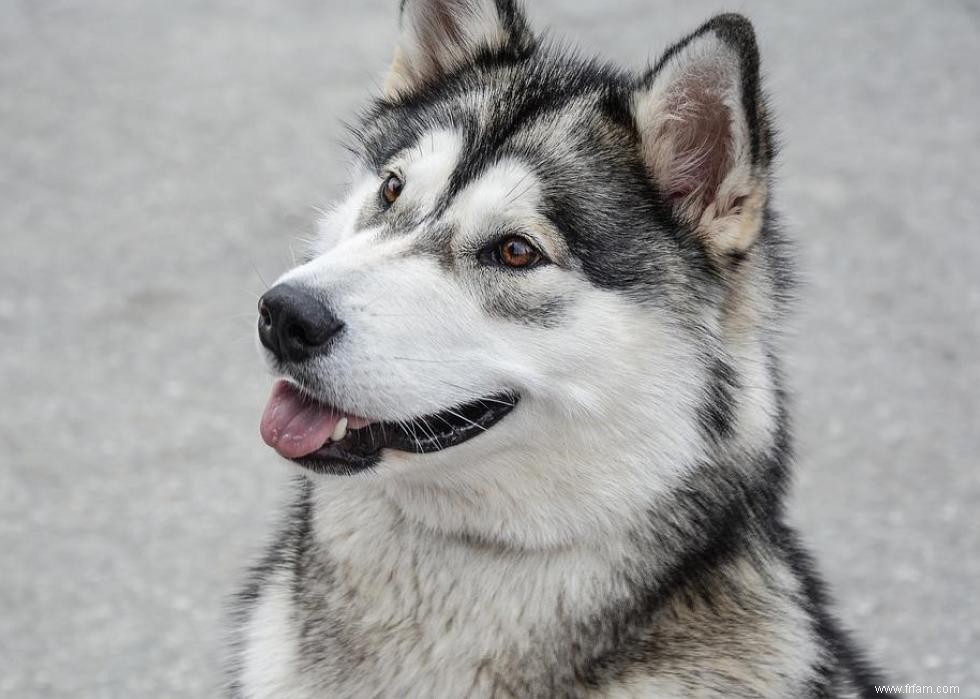 Les races de chiens qui ont attaqué le plus de gens 