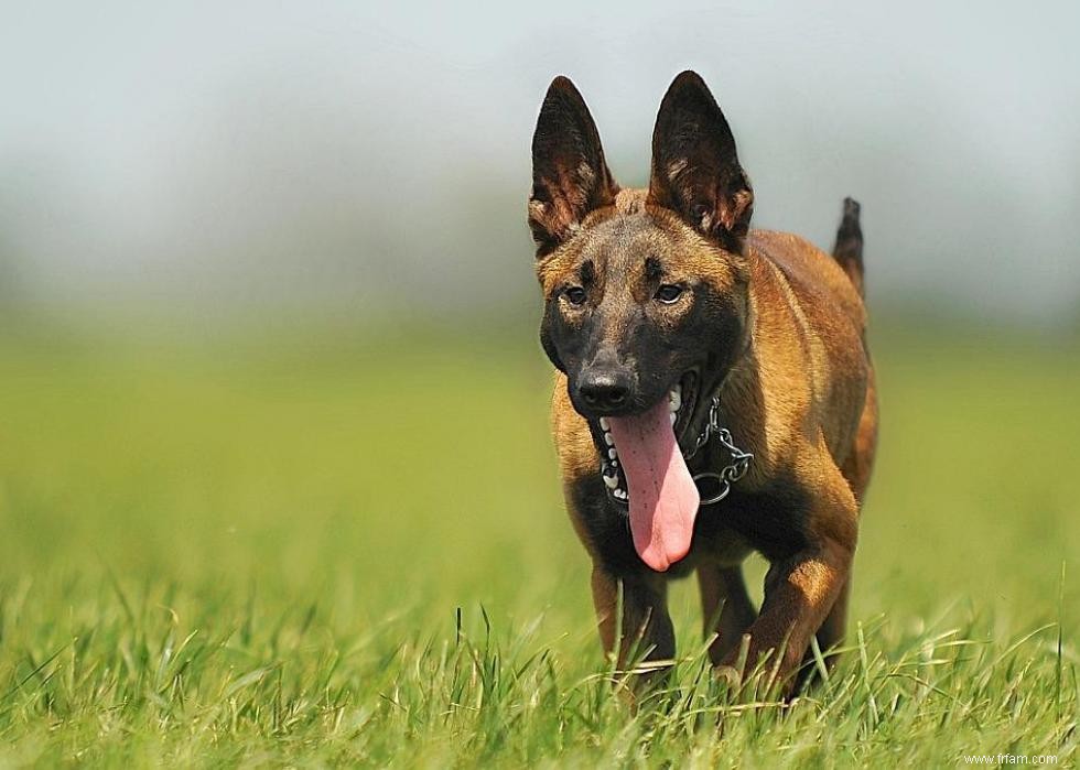 Les races de chiens qui ont attaqué le plus de gens 