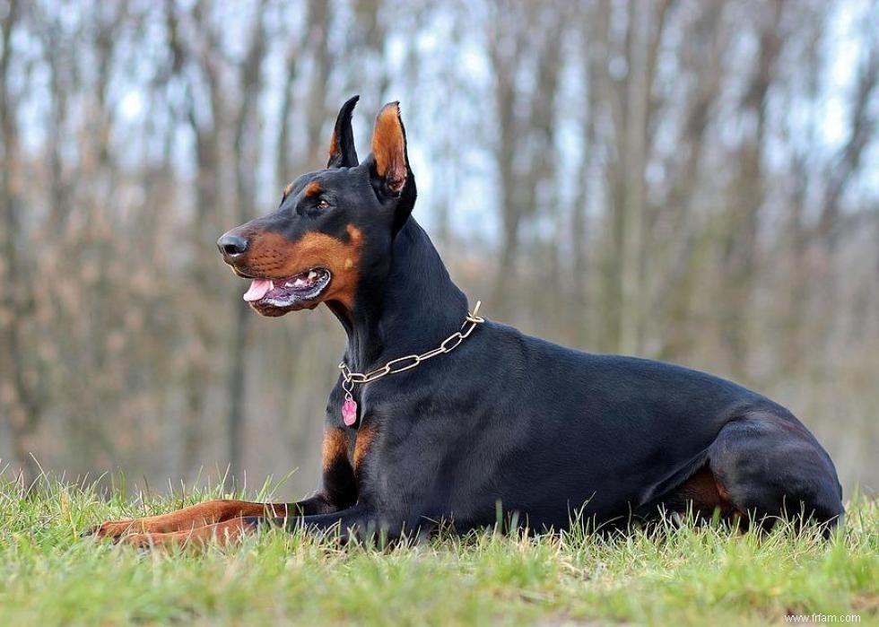 Les races de chiens qui ont attaqué le plus de gens 