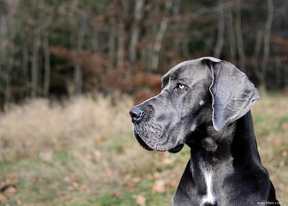 Les races de chiens qui ont attaqué le plus de gens 