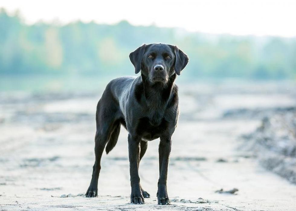 Les races de chiens qui ont attaqué le plus de gens 