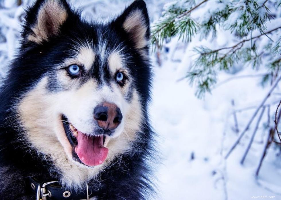 Les races de chiens qui ont attaqué le plus de gens 