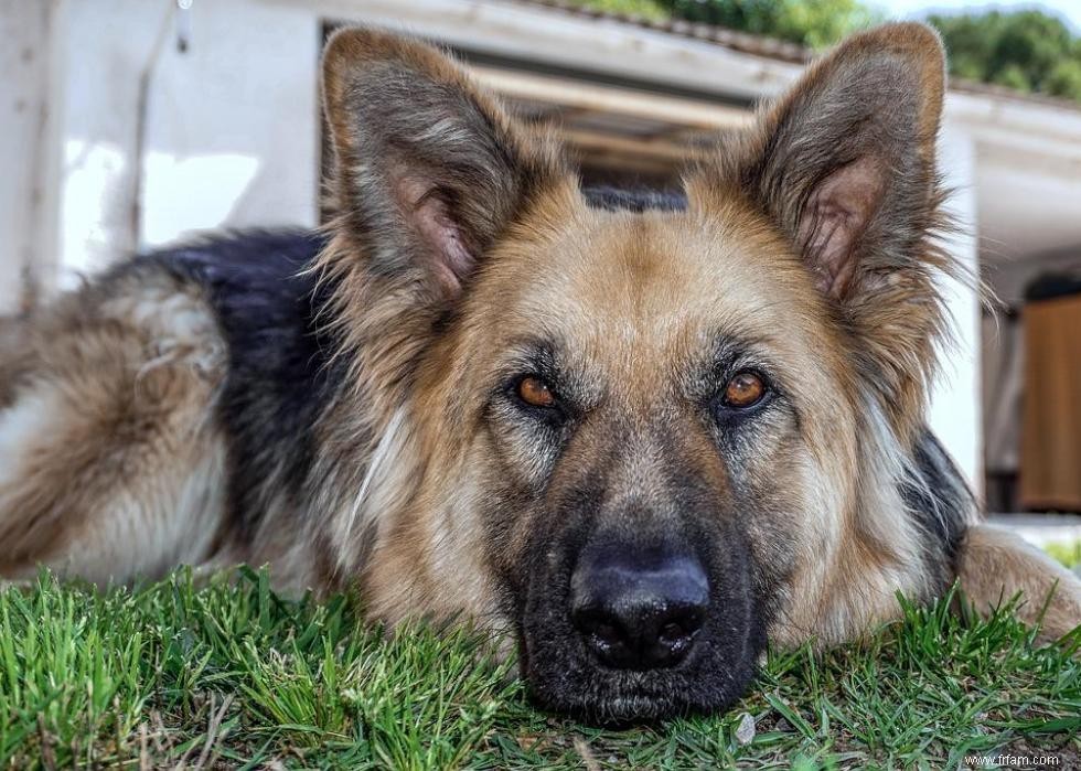 Les races de chiens qui ont attaqué le plus de gens 