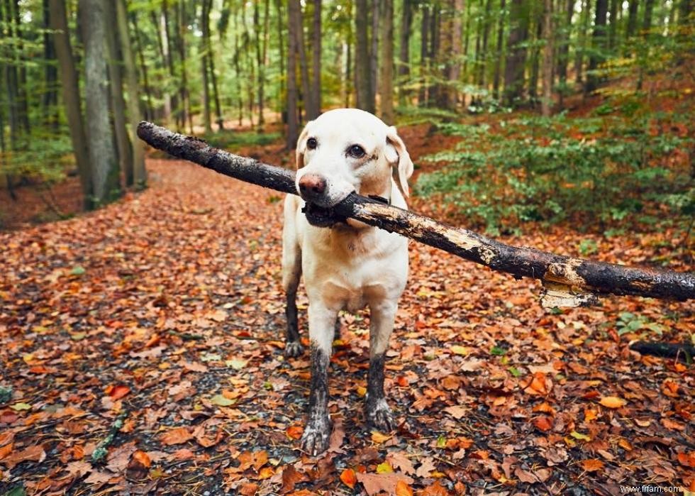 30 photos de labrador retrievers, la race de chien n°1 en Amérique 