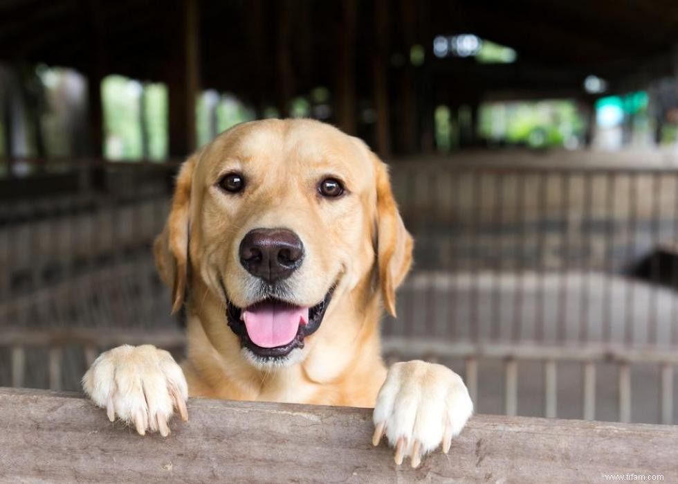 30 photos de labrador retrievers, la race de chien n°1 en Amérique 