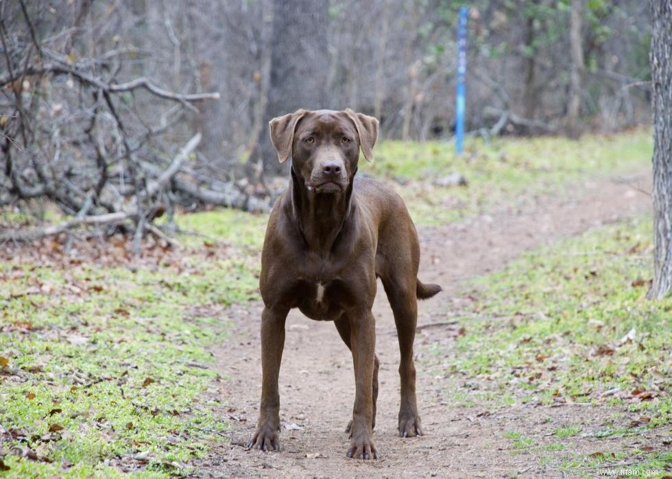 30 photos de labrador retrievers, la race de chien n°1 en Amérique 