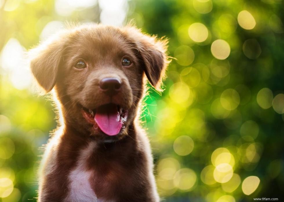 30 photos de labrador retrievers, la race de chien n°1 en Amérique 