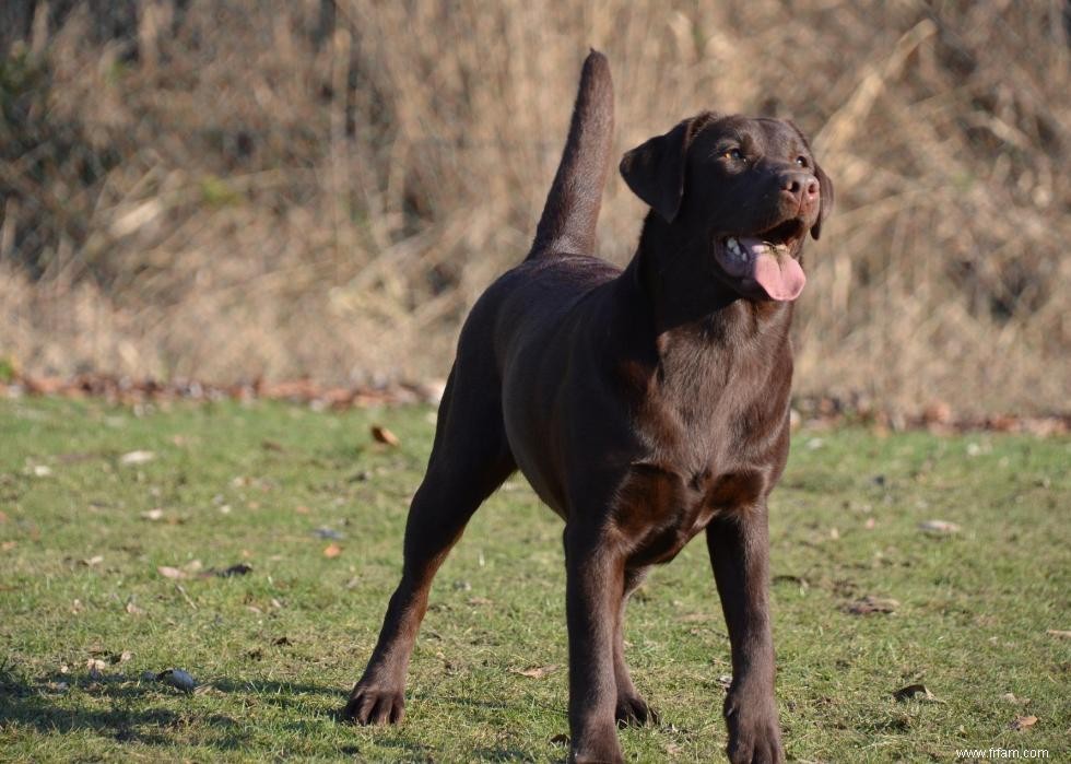 30 photos de labrador retrievers, la race de chien n°1 en Amérique 