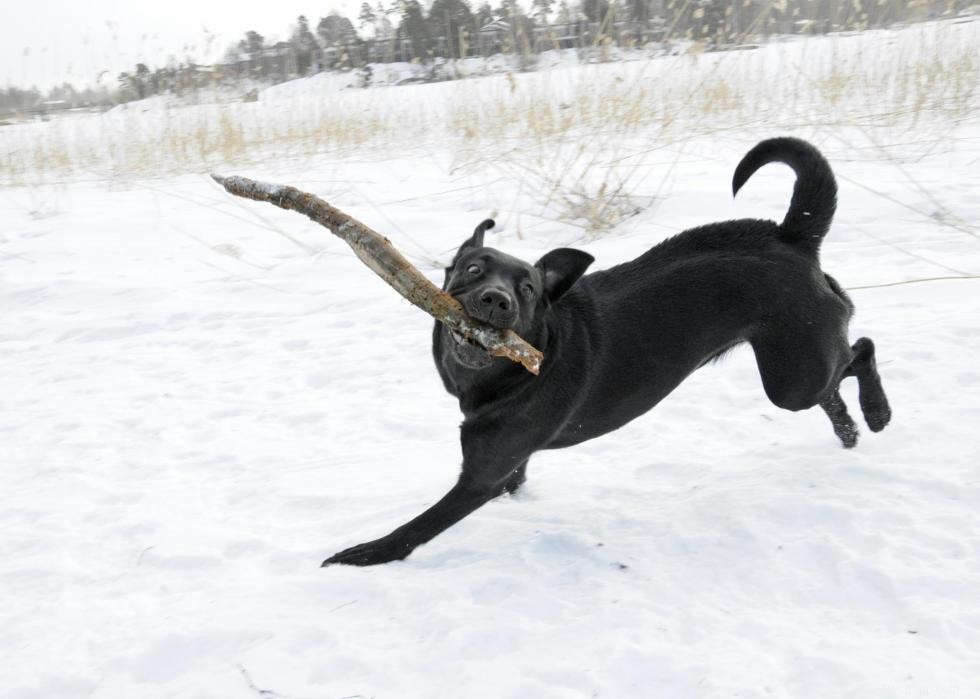 30 photos de labrador retrievers, la race de chien n°1 en Amérique 