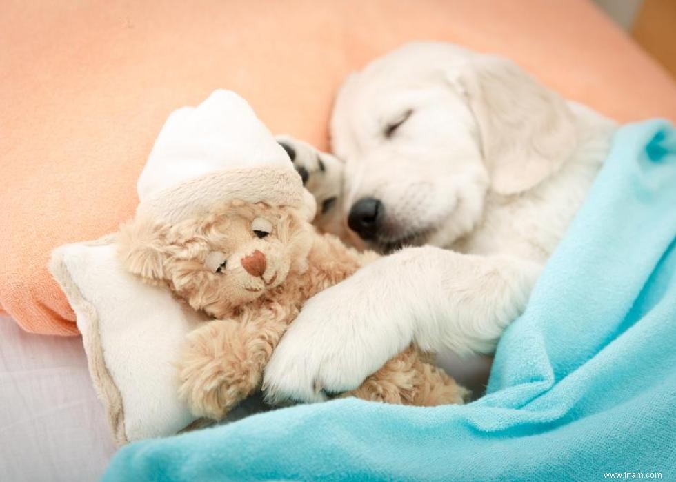 30 photos de labrador retrievers, la race de chien n°1 en Amérique 