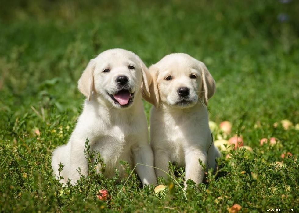 30 photos de labrador retrievers, la race de chien n°1 en Amérique 