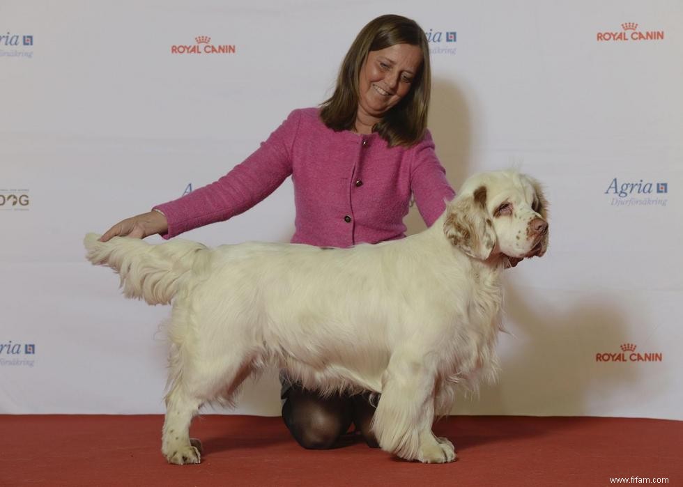 16 chiens qui réduisent le bruit 