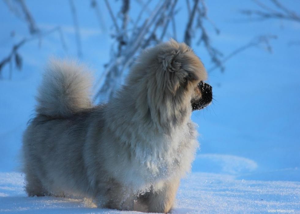 16 chiens qui réduisent le bruit 