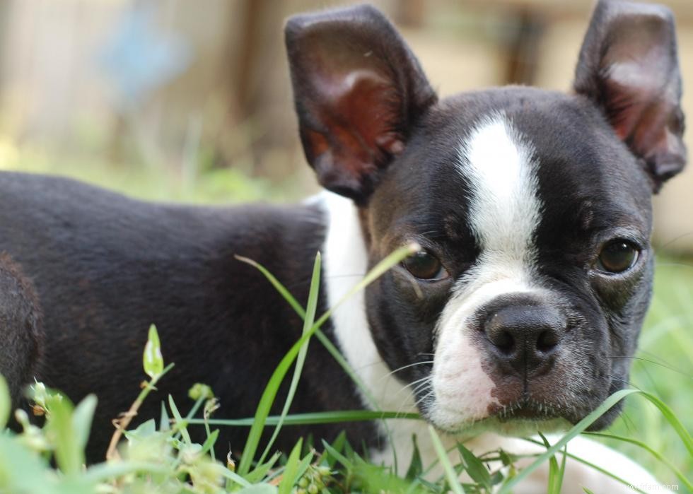 16 chiens qui réduisent le bruit 