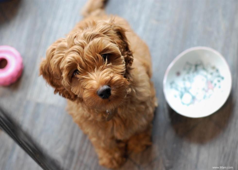 10 races de chiens de créateurs en photos 