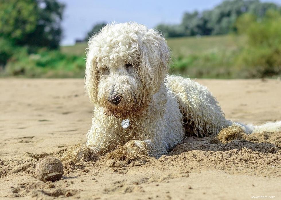 10 races de chiens de créateurs en photos 