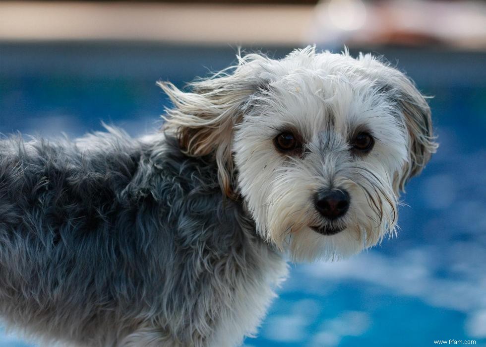 10 races de chiens de créateurs en photos 