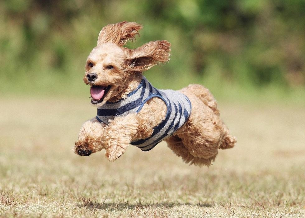 10 races de chiens de créateurs en photos 