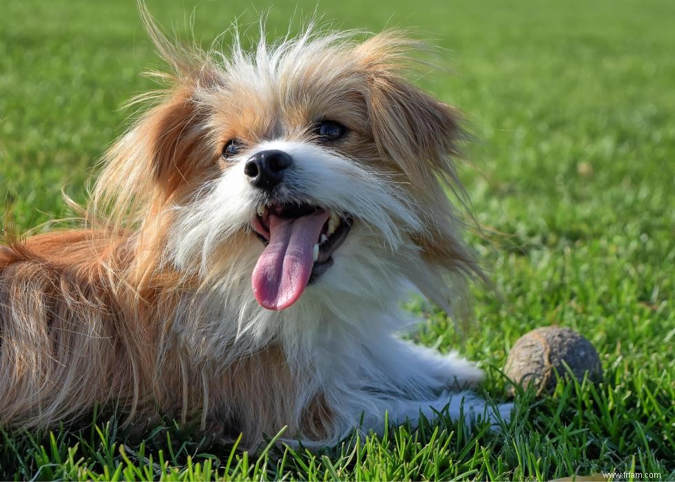 10 races de chiens de créateurs en photos 