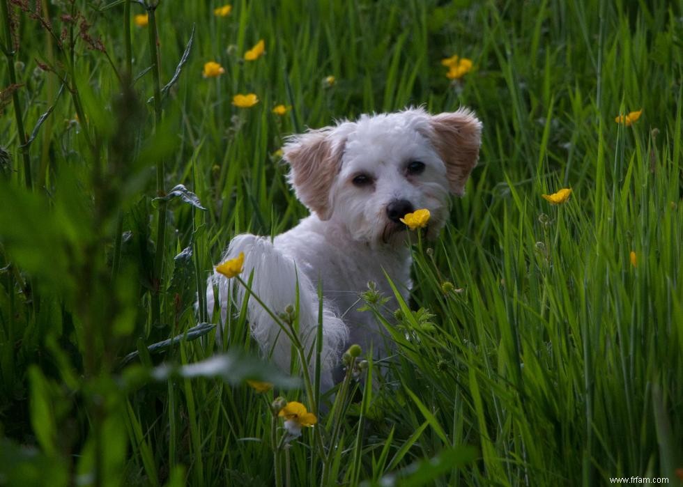 10 races de chiens de créateurs en photos 