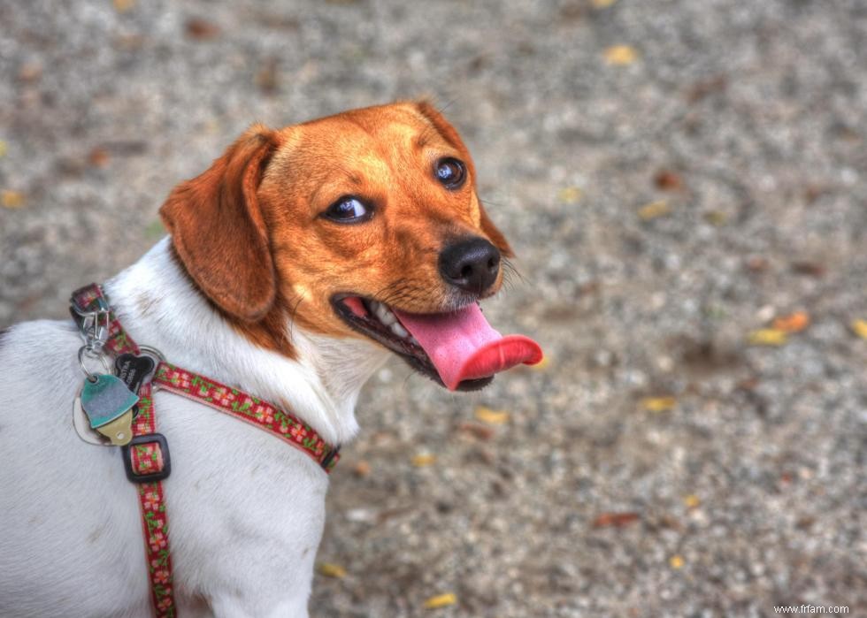 10 races de chiens de créateurs en photos 