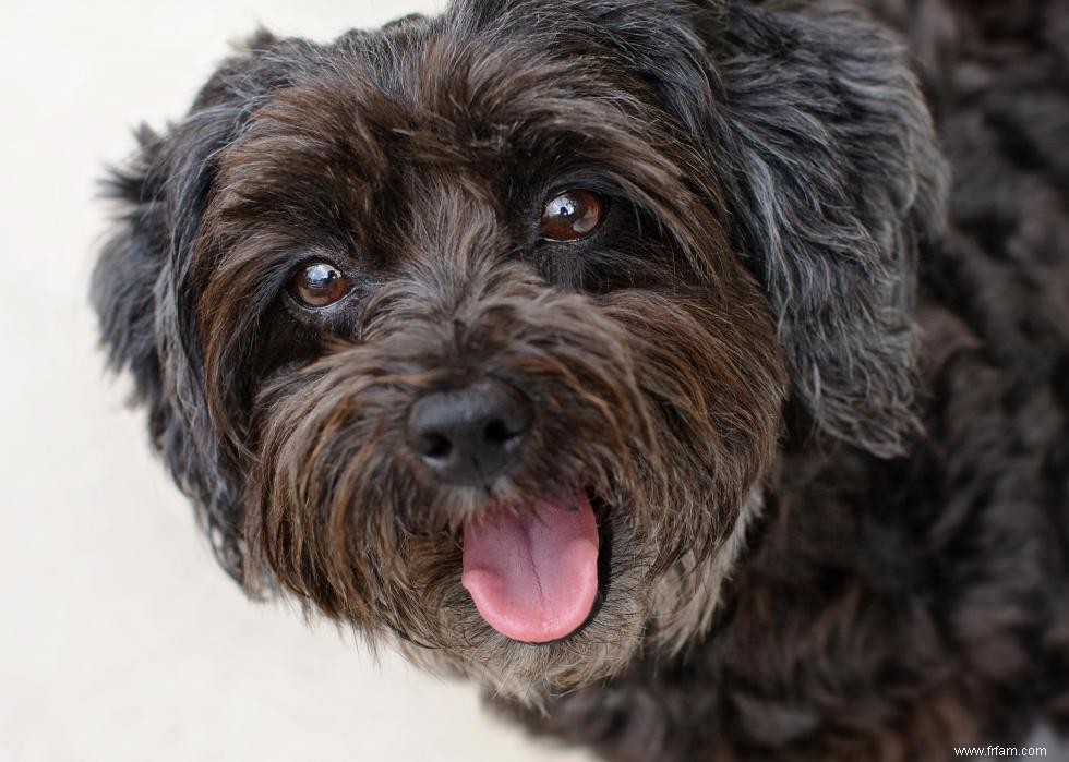 10 races de chiens de créateurs en photos 