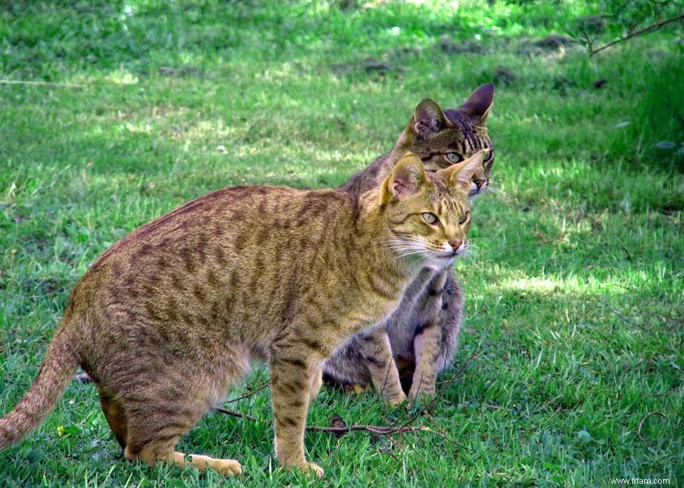 Les plus grandes races de chats 