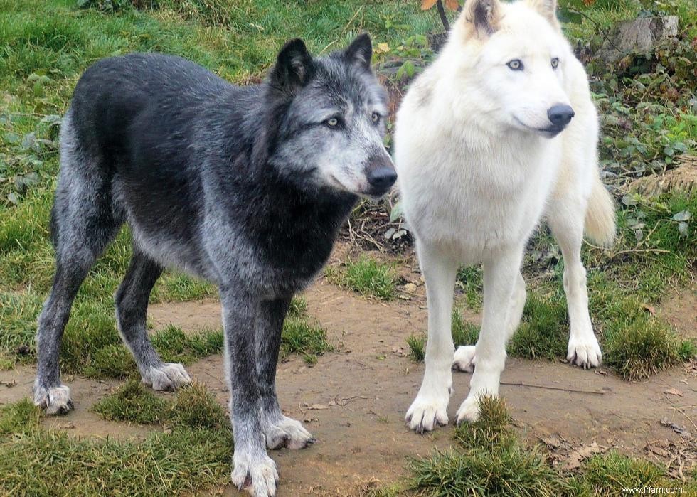 20 façons dont les humains ont façonné l histoire évolutive des chiens 