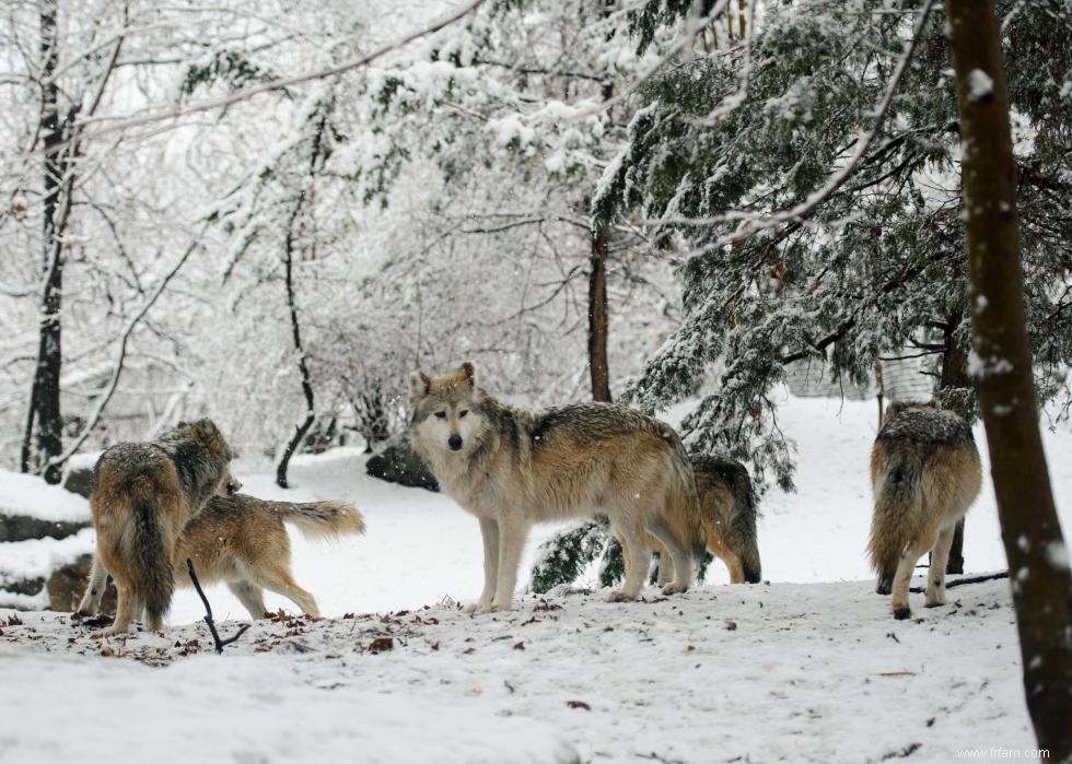 20 façons dont les humains ont façonné l histoire évolutive des chiens 