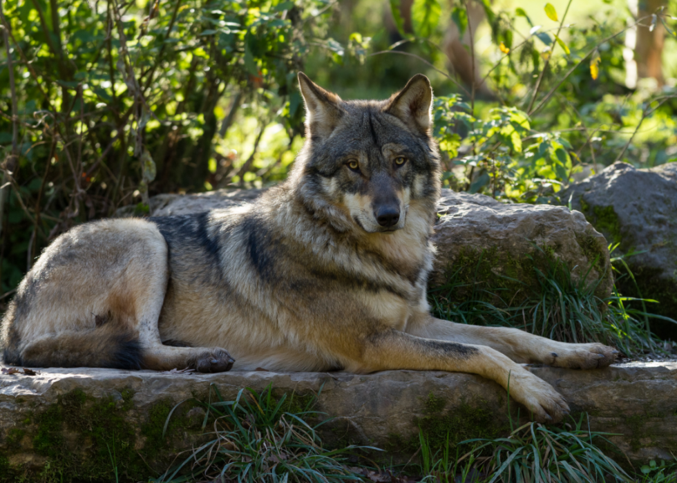 20 façons dont les humains ont façonné l histoire évolutive des chiens 