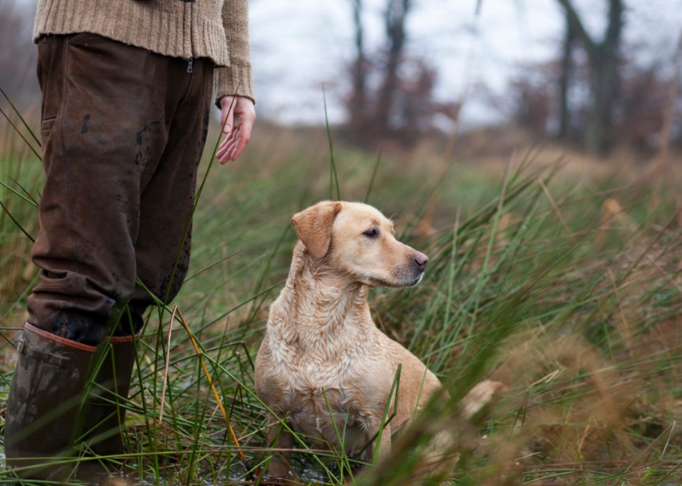 20 façons dont les humains ont façonné l histoire évolutive des chiens 