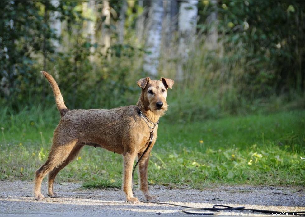 20 façons dont les humains ont façonné l histoire évolutive des chiens 