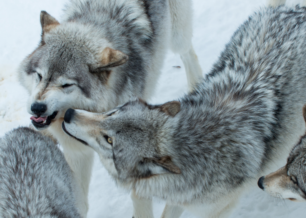 20 façons dont les humains ont façonné l histoire évolutive des chiens 