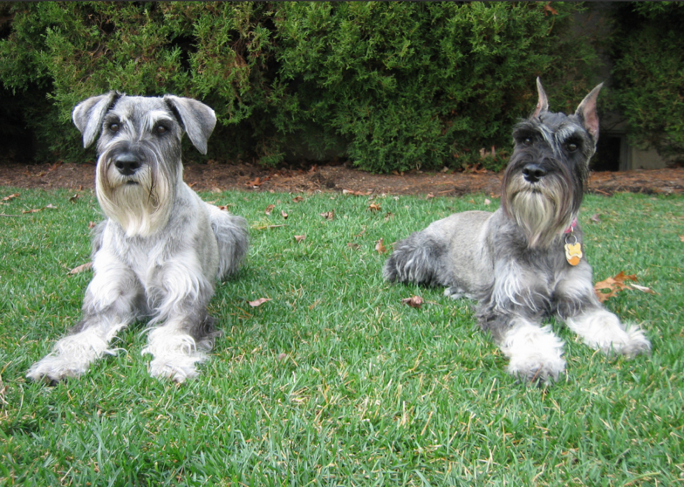 Races de chiens qui vivent le plus longtemps 