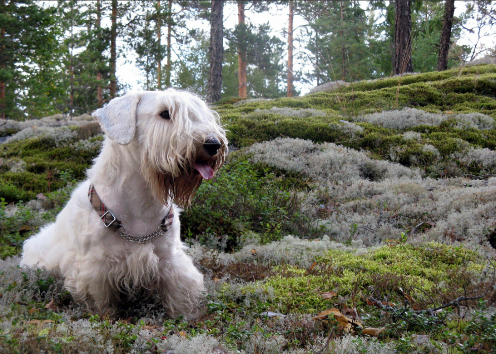 Races de chiens qui vivent le plus longtemps 